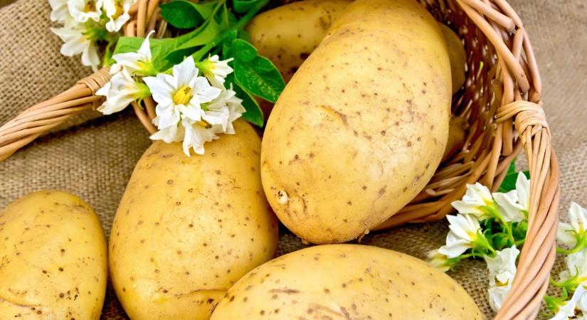 Kimondták a kutatók: Kihűlve edd a krumplit, ha fogyni akarsz!