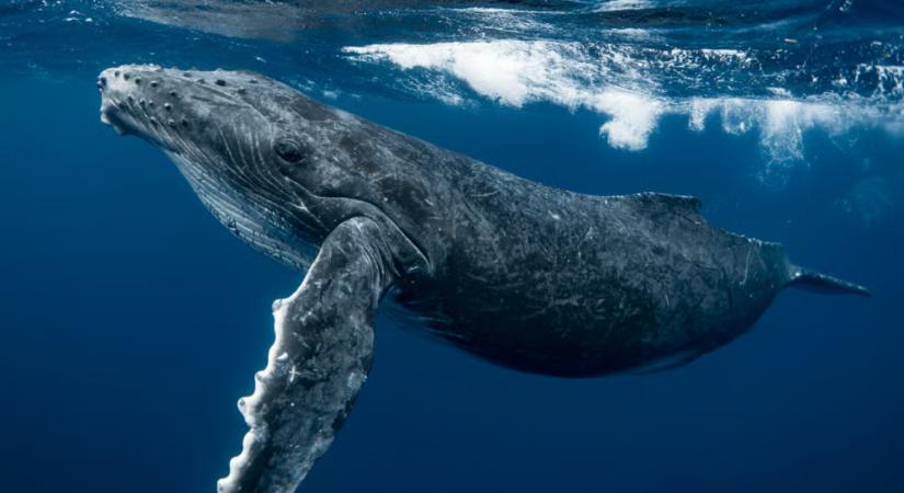 Bálna nyelte le és köpte ki a búvárt
