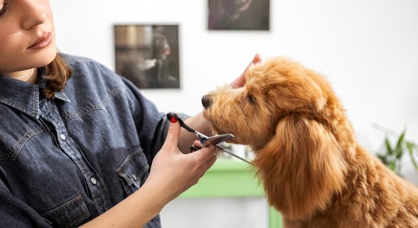 Kutyások, figyelem! Ha ilyen fajta kutyád van, muszáj megnyírnod a szőrét tavasszal