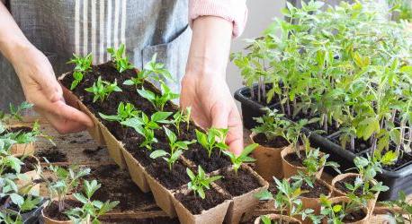 NAK: most dől el, ki tud jól védekezni a kertben