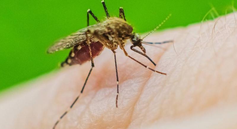 Szúnyogcsípés bénította le a 12 éves Bélust