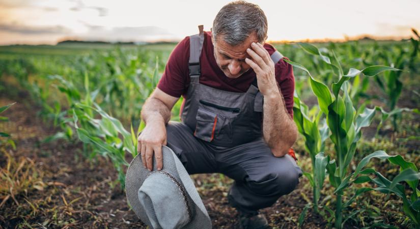 Milliárdokat fizettek ki erre a magyar gazdák: sokaknak ez az egy esélye maradt