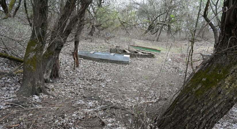 Tragikus látvány a Tisza mellett: kiszáradt a ballai tengerszem, halott a horgászparadicsom – videóval, galériával
