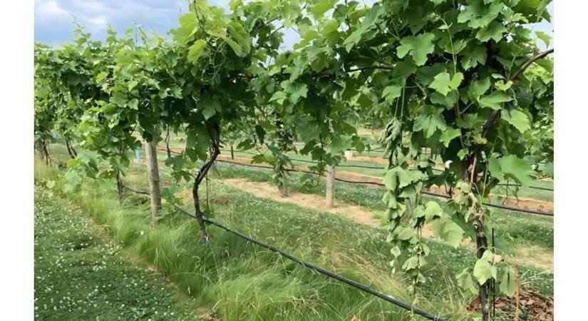 Egyetlen pofonegyszerű dolog kell a szőlőnek, de eddig szinte mindenki rosszul csinálta