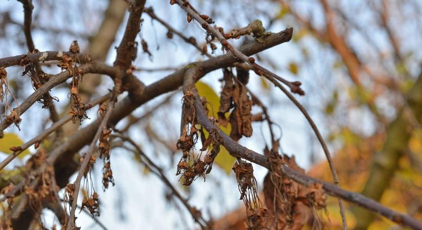 Támad a monília, veszélyben a barack, meggy, cseresznye, alma