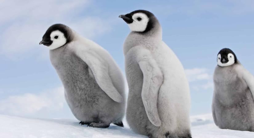Sorra fulladnak meg a fiókák, kihalás szélére sodródott a legnagyobb pingvinfaj