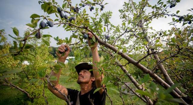 Ha erre nem figyelsz, kevesebb gyümölcs lesz a kertedben