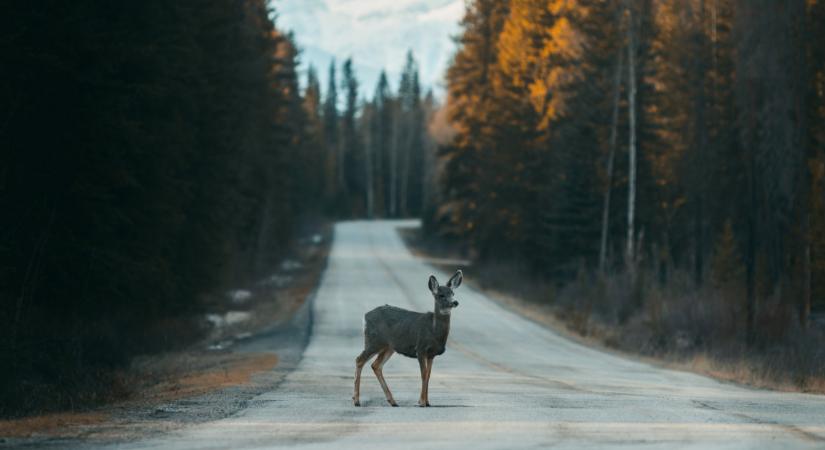 Fékezzünk vagy ne, ha vad fut ki elénk? Ekkora sebesség mellett elkerülhető egy végzetes baleset
