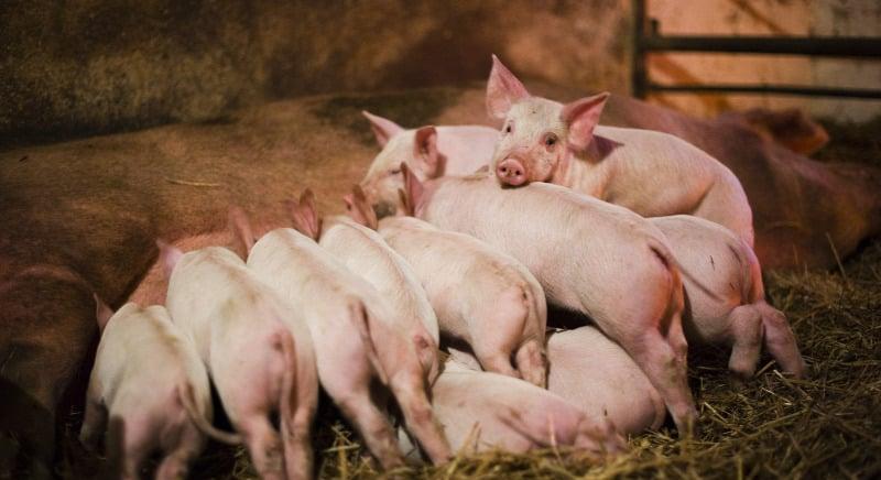 Tovább terjed az afrikai sertéspestis, újabb korlátozásokat vezettek be