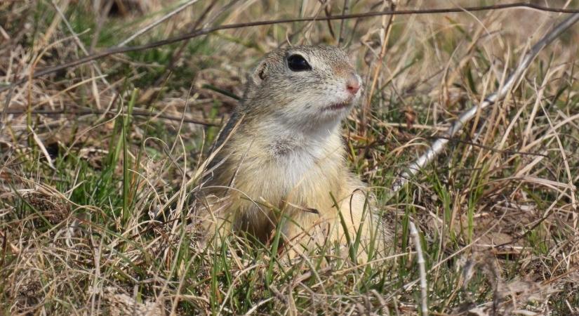Így segíthet egyetlen sétával megmenteni az ürgéket – most bárki csatlakozhat!