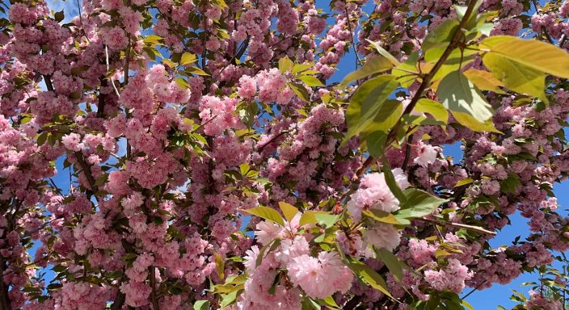 Hol bukkanhatnak fel a NAV revizorai a 17. héten?