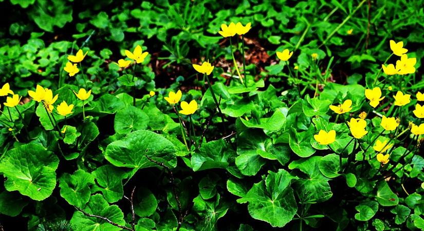 A mérgező csoda: a libadöglesztő sanyarú napjai (galéria)