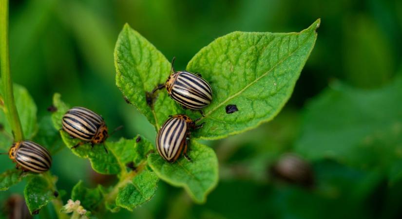 Színes hányással hódítanak: a burgonyabogár-maffia már a kertedben van, és nem kell az engedélyed neki