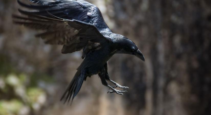 Varjútámadás tavasszal: ezért tűnhetnek agresszívnak a városi madarak