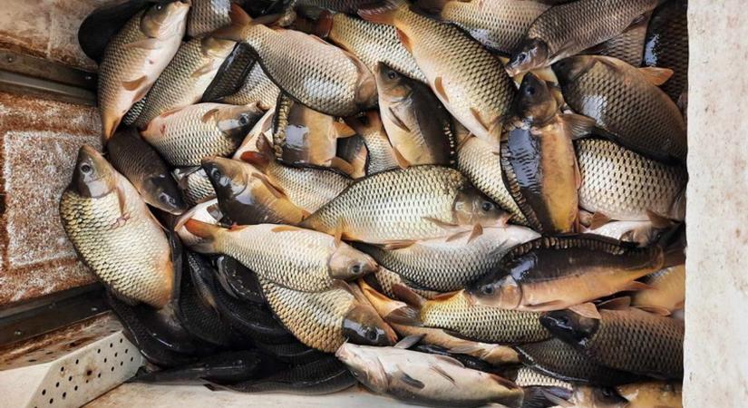 Frissített a Pécsi Horgász Egyesület: két és fél tonna pontyot telepítettek a tavaikba - VIDEÓ!