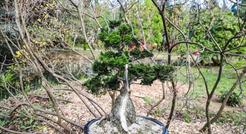 Távol-keleti harmónia: japánkertet és hidat avattak a Kámoni Arborétumban