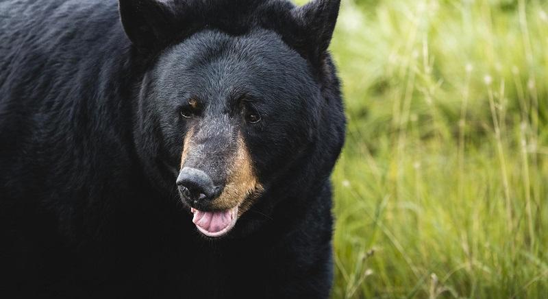Medvejelmezbe öltözve rongáltak, majd kártérítést igényt jelentettek be