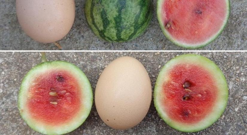 Ilyet még nem láttunk: helytakarékos dinnyetermesztés