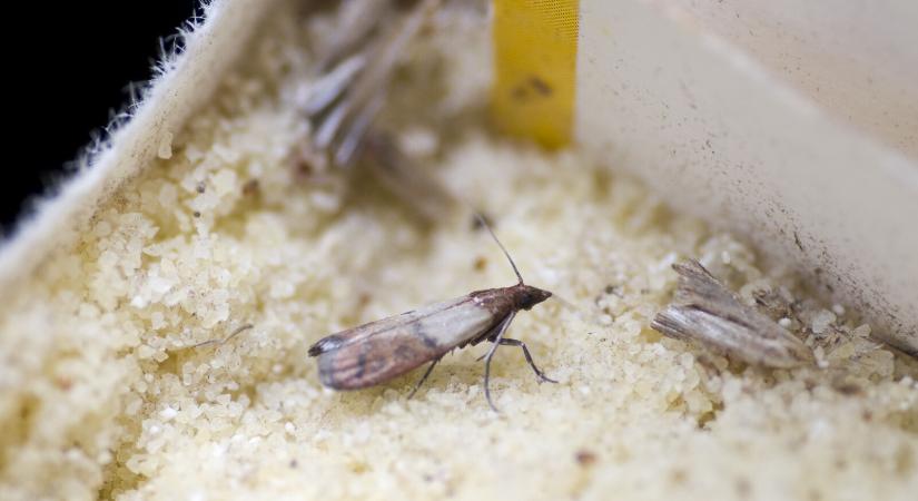 Így szabadulhatsz meg a konyhai molyoktól – Bevált tippek a bosszantó kártevő ellen