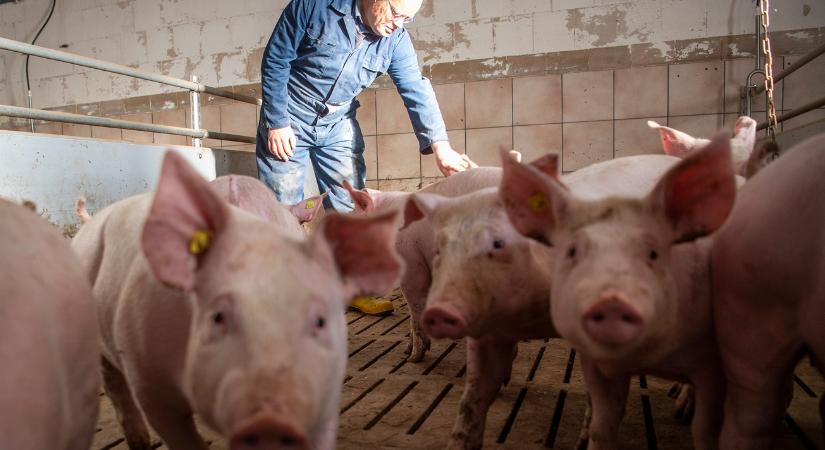 Csődhullám söpör végig a német sertéstelepeken: ez csak a jéghegy csúcsa?