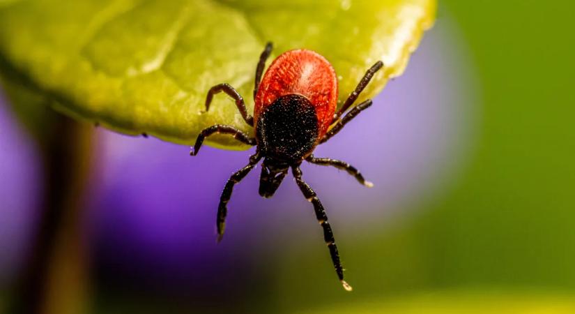 Ne szabadulj meg a kullancstól azonnal – akár életbevágó információt is adhat