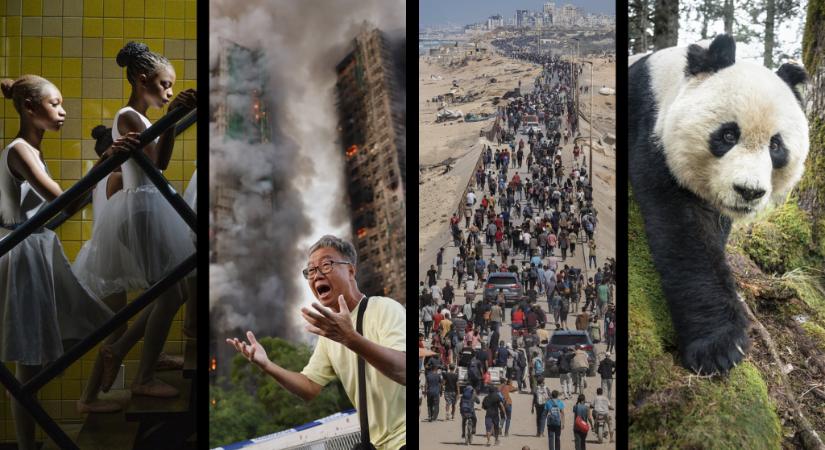 Az év legjobb sajtófotóin lángokban áll a világ, de a pandák legalább még megvannak