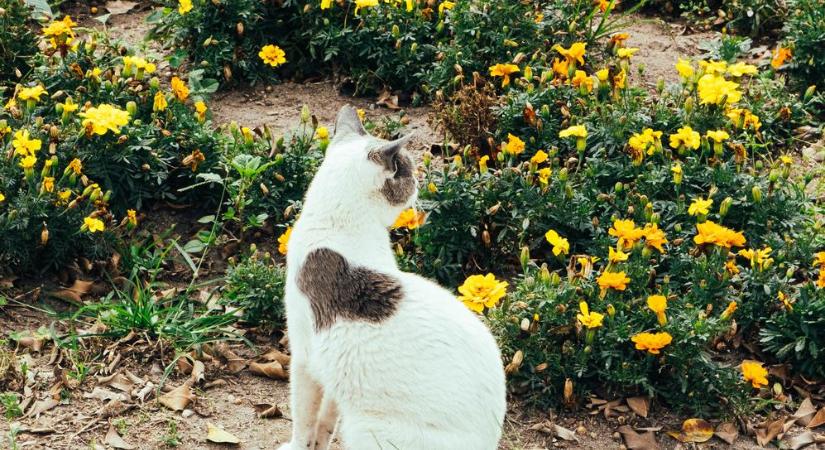 Ilyen fura mintázatú macskákat még nem láttál! (videó)