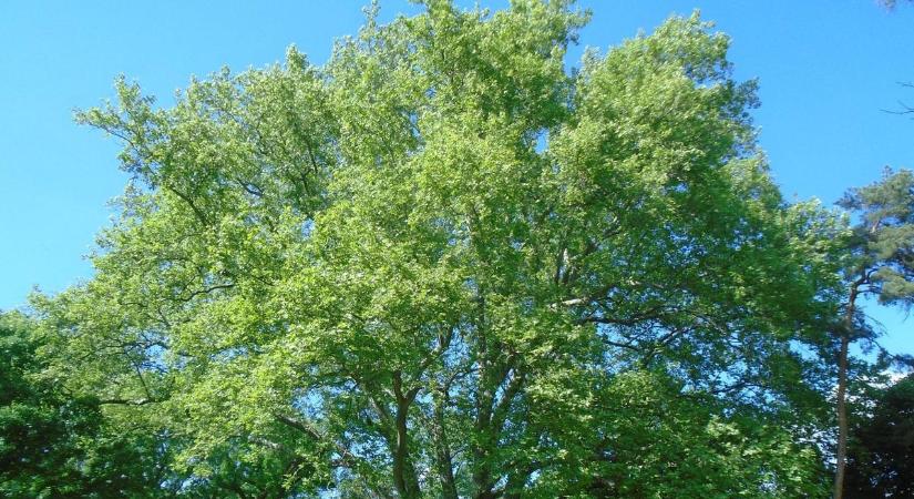 Idén is Hevesbe kerülhet a büszke cím, ha még időben nevezünk