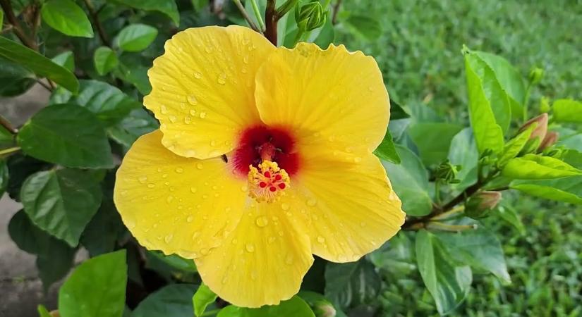 5 muskátlinál sokkal szebb balkonnövény