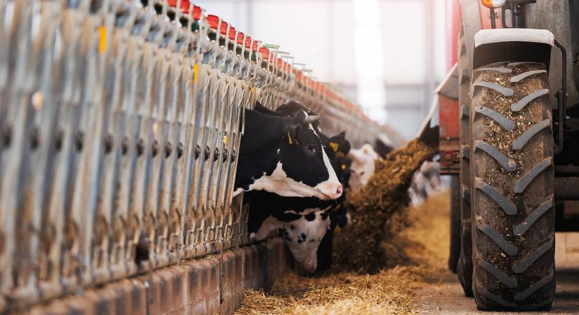 Európa az élen: rájöttünk a titkos receptre?