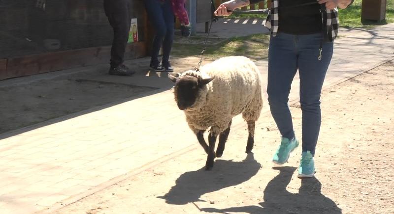 Újjáéledt pusztavilág