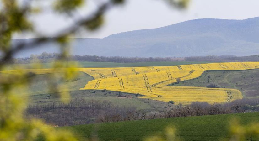 Százezres károkat is okozhat egy szelfi ebben a sárga virágtengerben