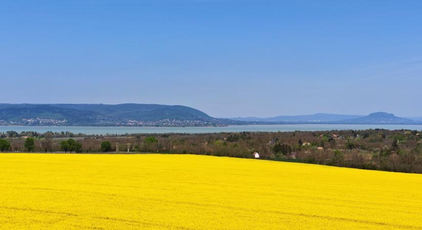 Sárgába öltözött a táj