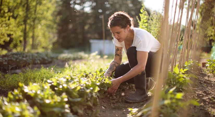 Sipos gazda megszólalt: így lesz termésed idén, nem mindegy, mit csinálsz most