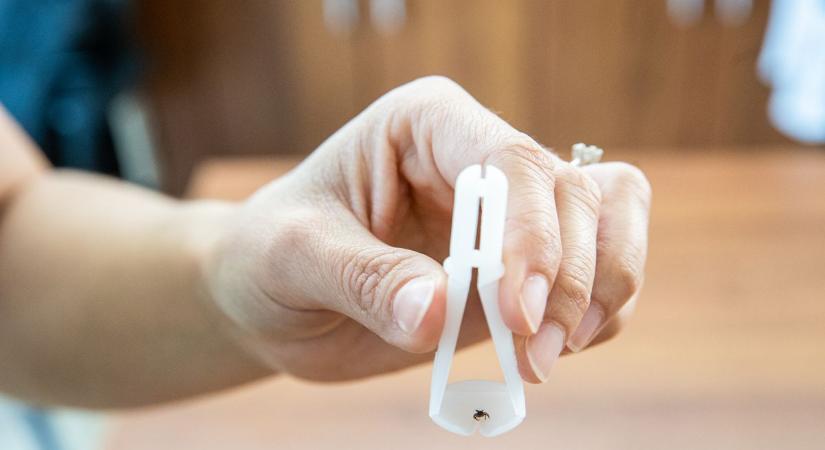 Rákapcsoltak a vérszívók a Mecsekben is: fokozódik a kullancsveszély!