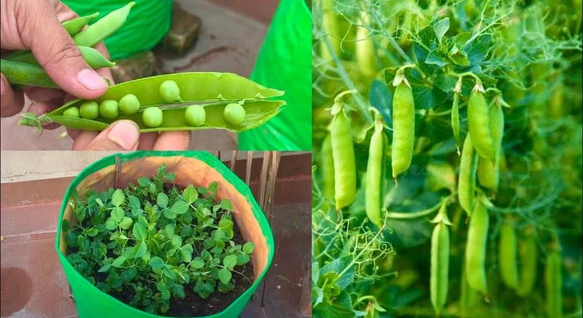 A magyarok titka: ettől lesz brutálisan édes és bőséges a zöldborsó!