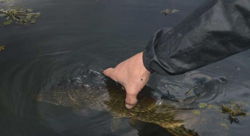Remek hír a pecásoknak: péntektől újra lehet horgászni a közkedvelt halfajra a Tisza-tavon