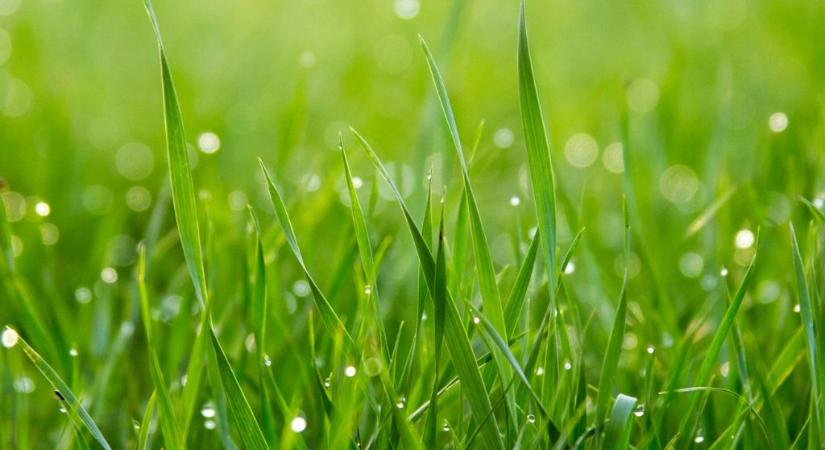 Szebb, zöldebb gyepet szeretnél? Egyetlen természetes anyag is elég lehet, a kertészek imádják