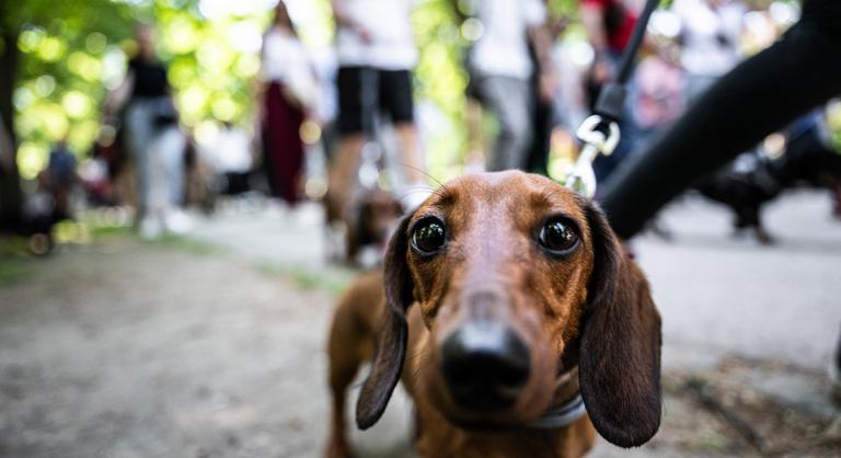 Amit mindig tudni akart a tacskókról, de sosem merte megkérdezni