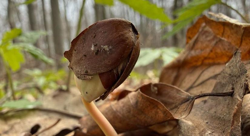 Lejár a bakonyi erdők ideje, jön az erdősztyepp és a félsivatag – Tehetünk valamit?