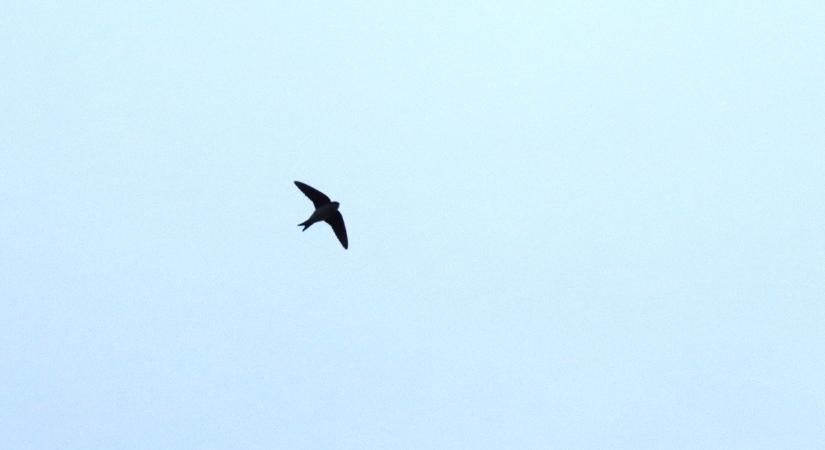 Megérkeztek az első fecskék a Csanádi pusztákra