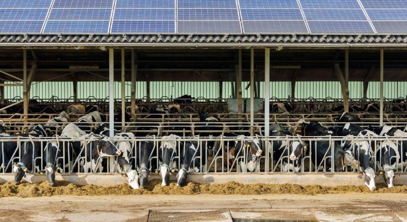 1606 euró tehenenként: fizetnek a gazdáknak, hogy vágják le az állományt