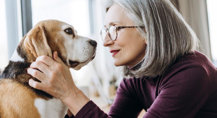 Öreg kutya nem vén kutya! Így tarthatjuk fitten idős barátunkat