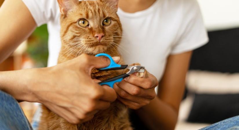 Kaparófa vagy olló? A nagy macskamanikűr-dilemma és egy zseniális trükk (videó)