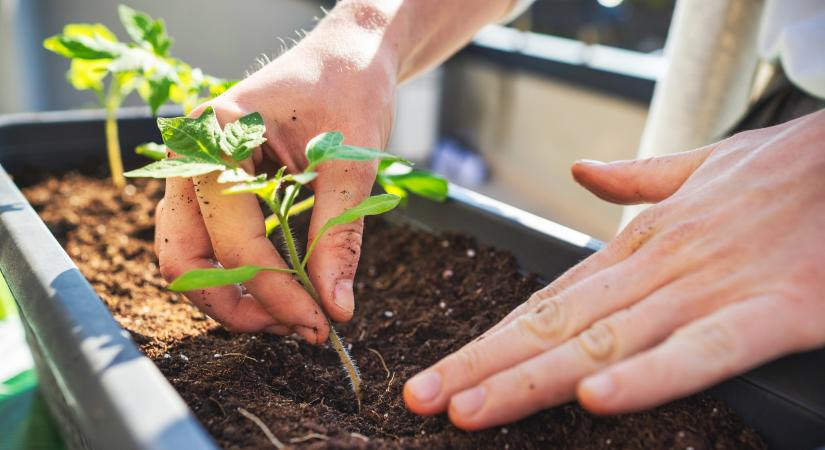 Még nem késő: ezeket a zöldségeket most kell elültetned