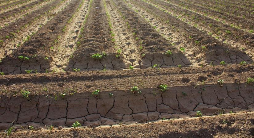 Aszály van Győr-Moson-Sopronban, a talaj felső rétegéből hiányzik a víz
