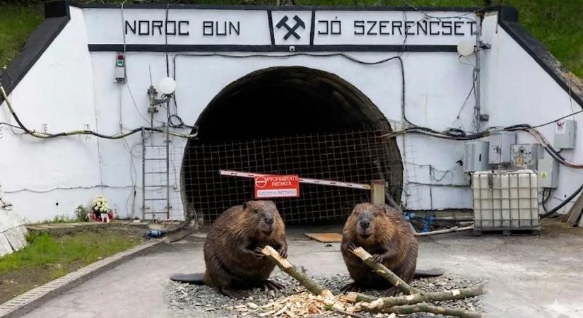 Megdöbbentő bejelentést tett a SALROM: megtalálták a parajdi sóbánya-katasztrófa felelőseit