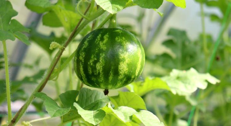 Tojásméretű görögdinnye jöhet a vertikális farmokra