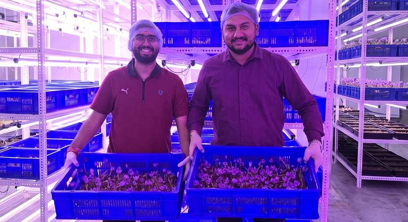 Vége a talajművelésnek? A levegőben lógva terem a világ legdrágább fűszere