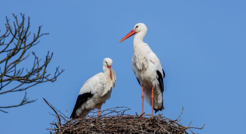 Szenzáció Kerekegyházán: egyszerre két tojás fejlődik a gólyafészekben  videó